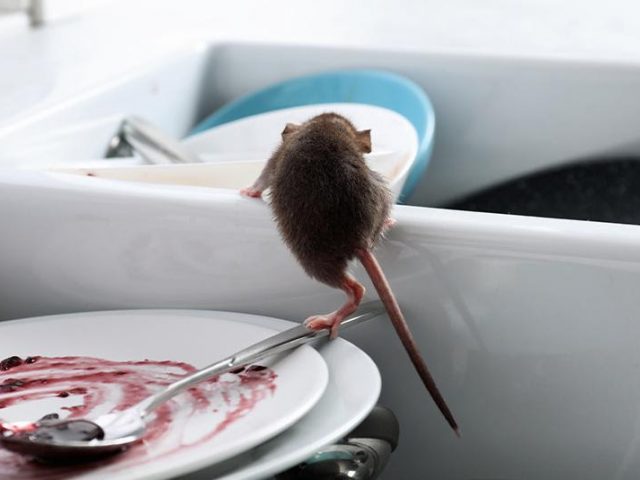 Rodent Control And Prevention Tips For Los Angeles Restaurants And Food Service Establishments