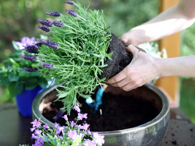 Tips For Properly Potting Plants In Nursery Containers